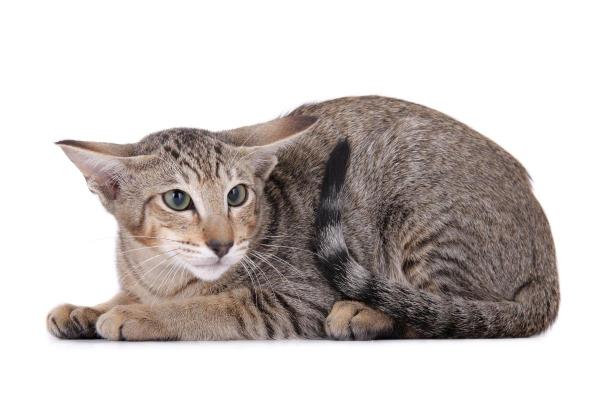 Chat qui frétille de la queue - Causes et que faire - Peur 