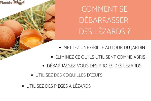 Comment se débarrasser des lézards naturellement - Comment se débarrasser des lézards naturellement ?