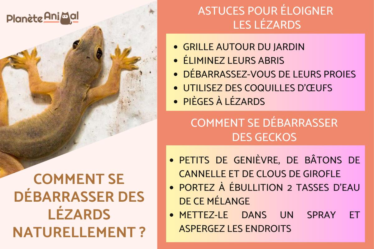 Comment se débarrasser des lézards naturellement
