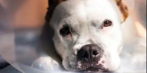 Pourquoi le moment où vous assurez votre chien change tout à la couverture que vous obtenez