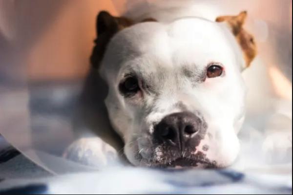 Pourquoi le moment où vous assurez votre chien change tout à la couverture que vous obtenez