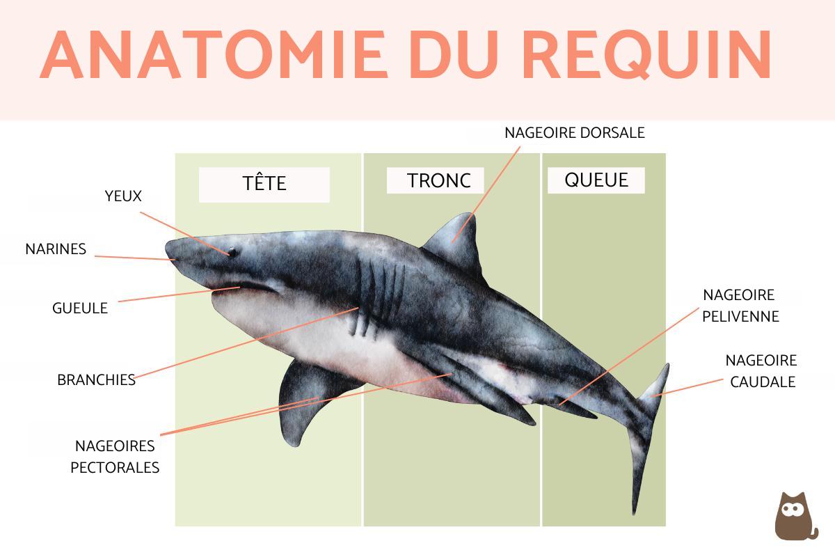 Anatomie du requin GUIDE COMPLET