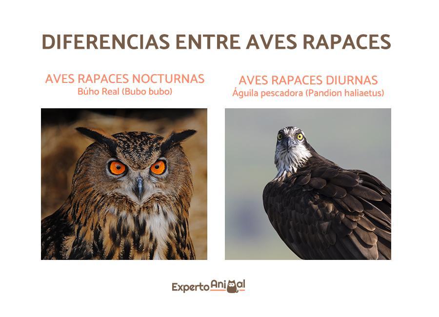 Rapaces diurnes liste et caractéristiques — free download