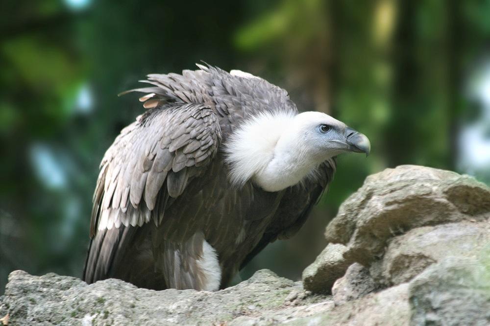 Rapaces N°7 - Livre D'occasion En Bon état, Couverture Abîmée Mais Pages Intactes