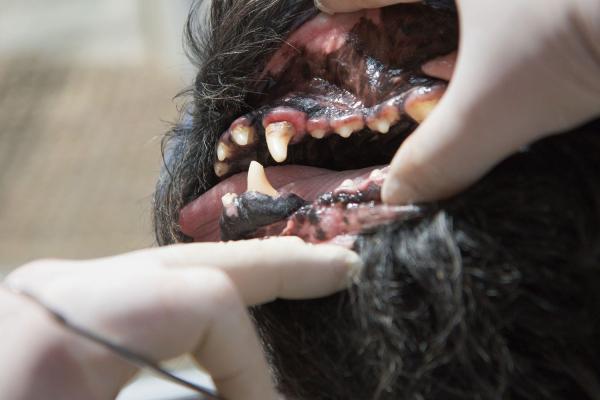 Gingivite chez le chien - Causes, symptômes, remèdes naturels