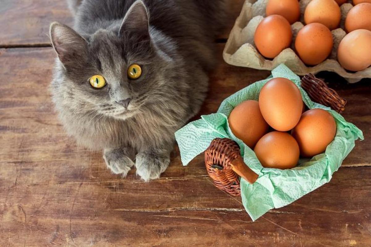 Peut-on donner de l'oeuf à un chat ?