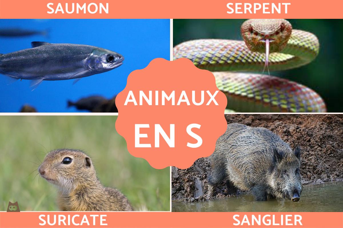 Animaux en S