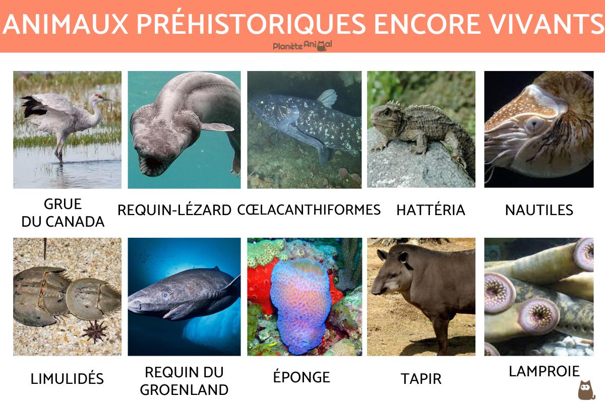 Animaux préhistoriques encore vivants