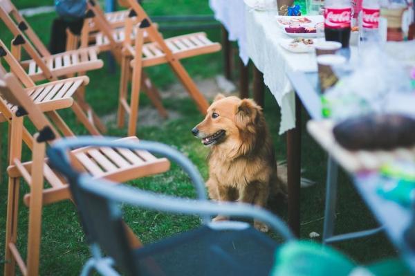 Pourquoi mon chien mange le mur ? - Mauvaise alimentation