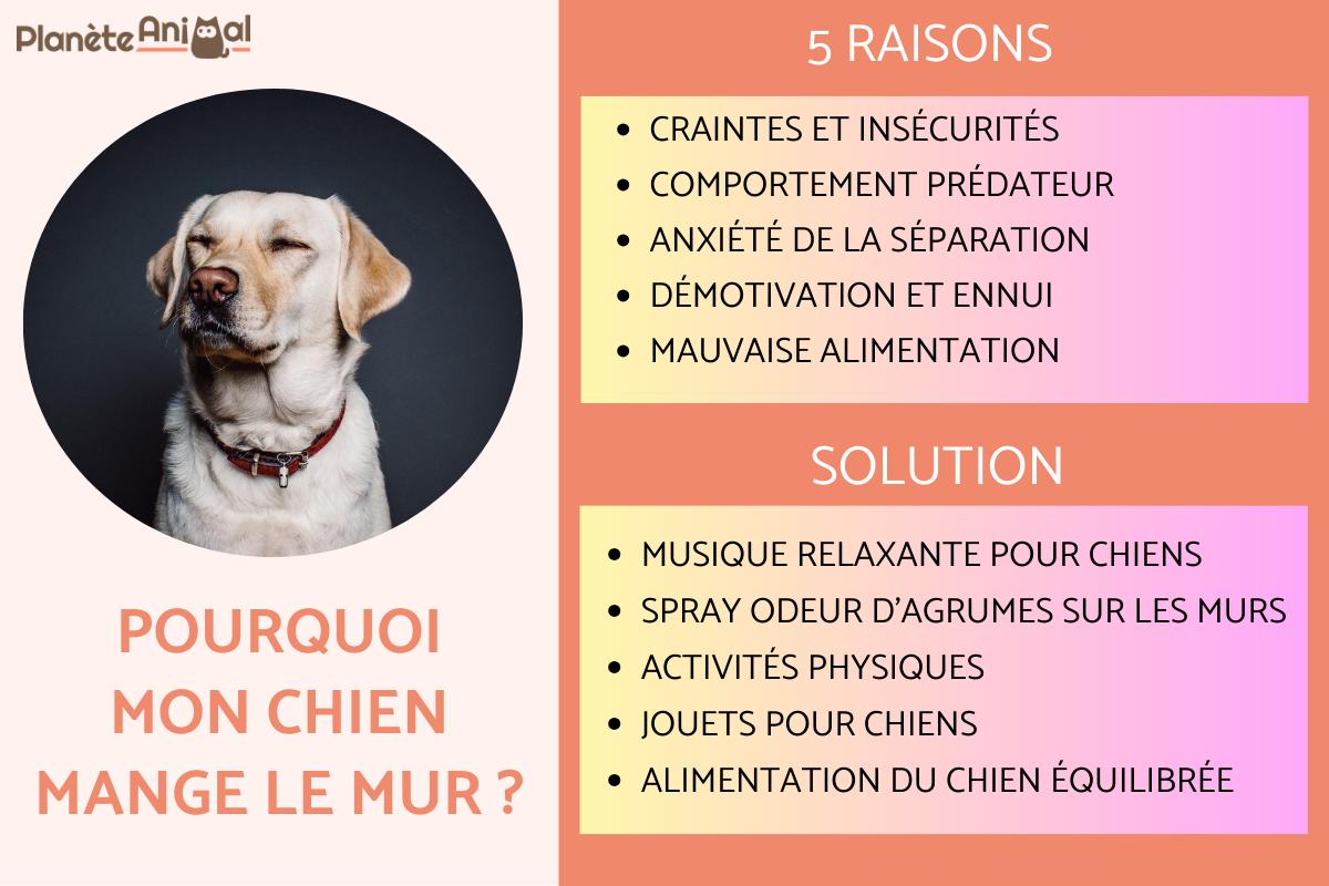 Pourquoi mon chien mange le mur ?