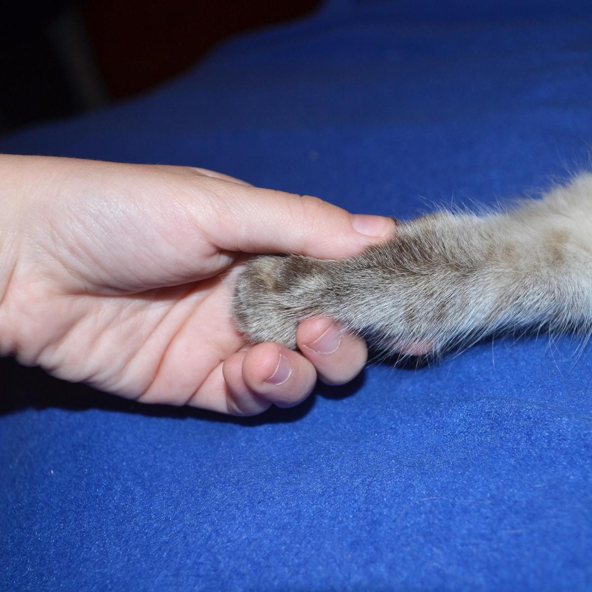 Comment apprendre à mon chat à donner la patte