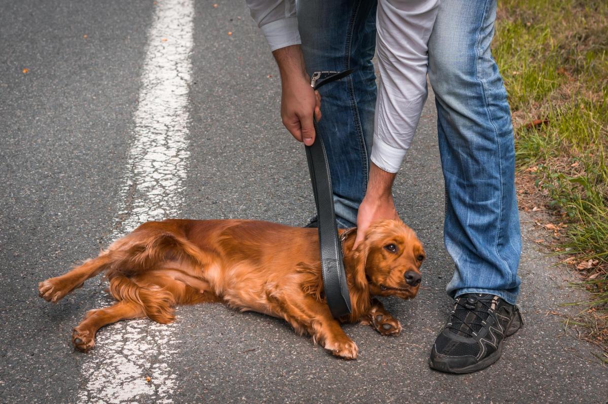 Cruauté envers les animaux : psychologie