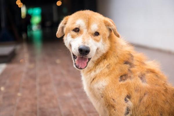 La teigne chez le chien - Symptômes et Traitement naturel