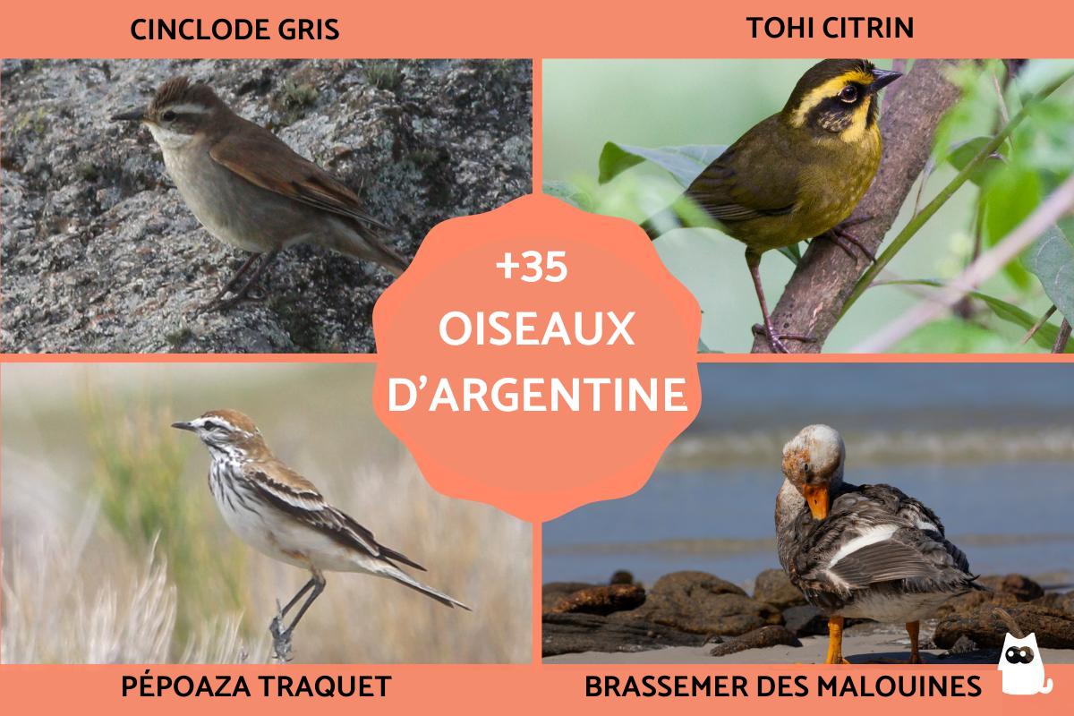 Oiseaux d'Argentine