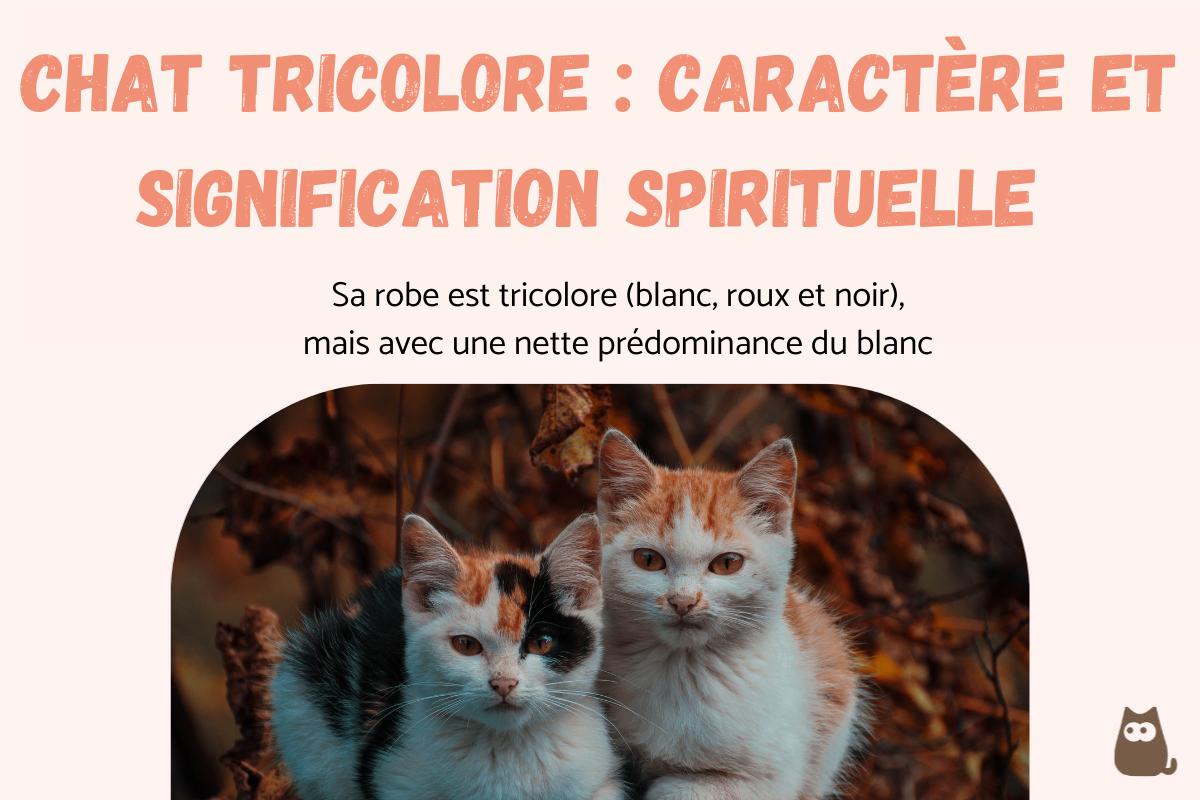 chat-tricolore-caract-re-et-signification-spirituelle
