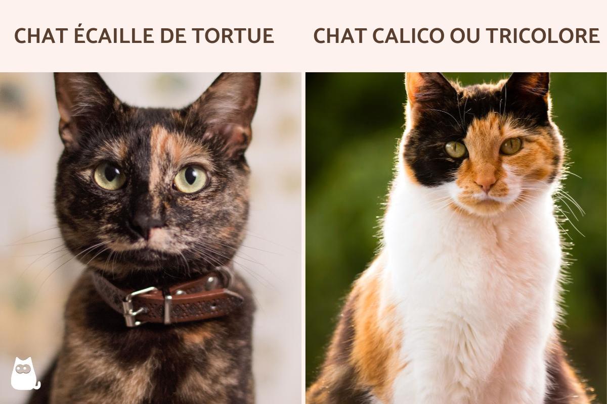 Chat tricolore : caractère et signification spirituelle