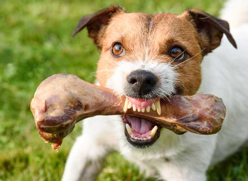Pourquoi mon chien me grogne dessus quand il mange EXPLICATION et CONSEILS