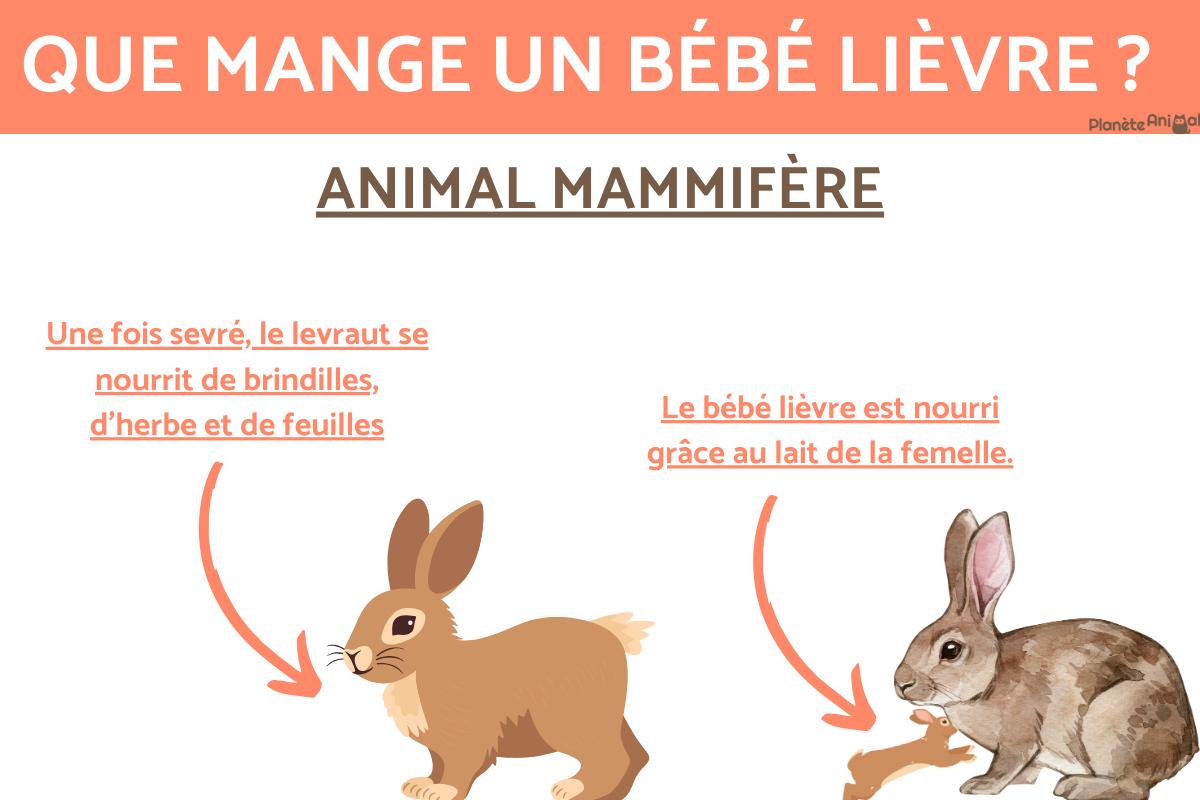 Que mange un LIÈVRE GUIDE COMPLET