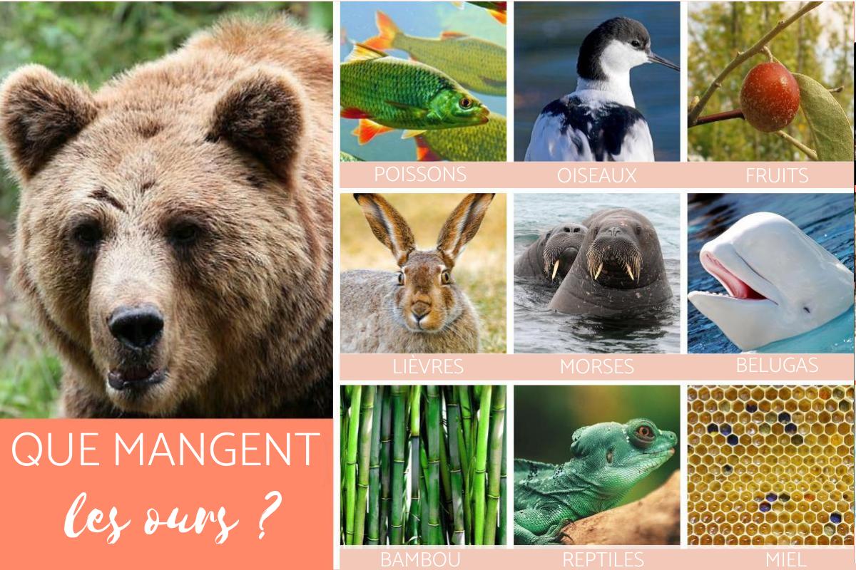 Que mange un ours - Nourriture de l'ours