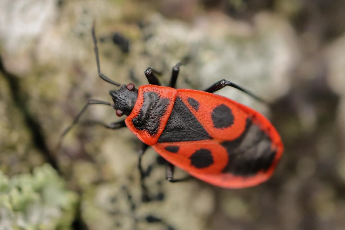 L'insecte gendarme est-il dangereux ?