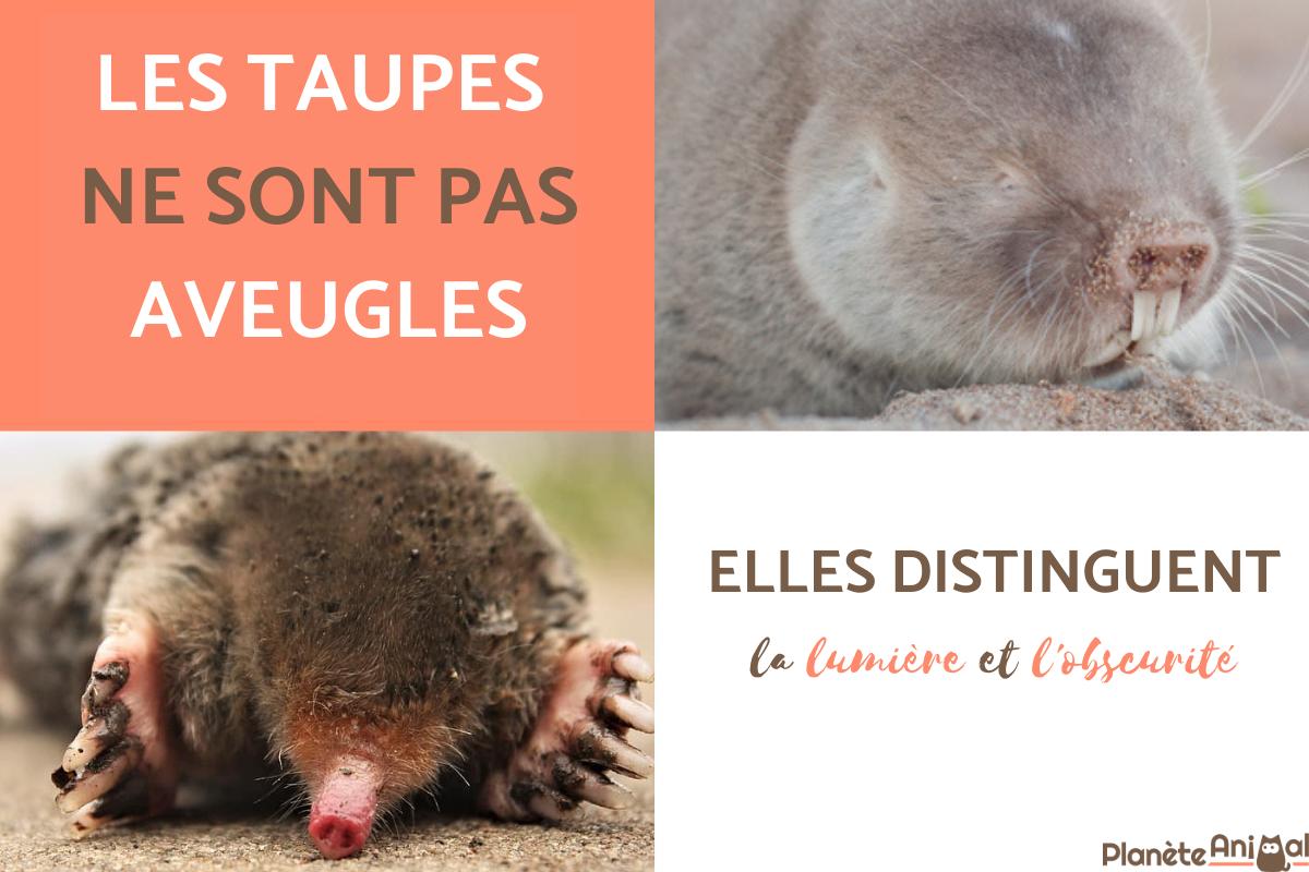 La taupe est-elle aveugle ?