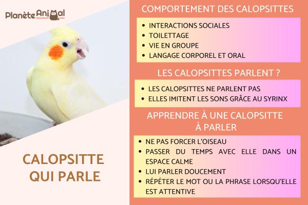 Les calopsittes parlent ?