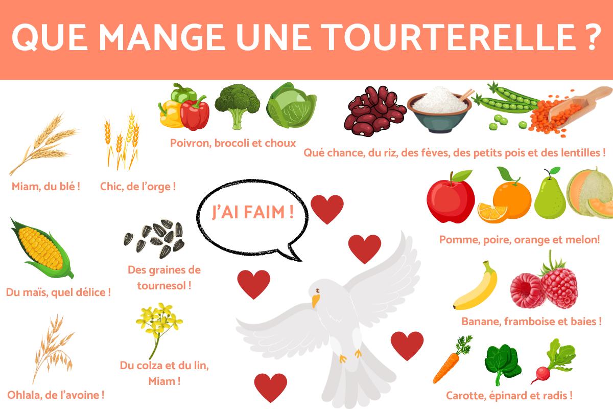 Que mange une tourterelle - Tout sur la nourriture d'une tourterelle
