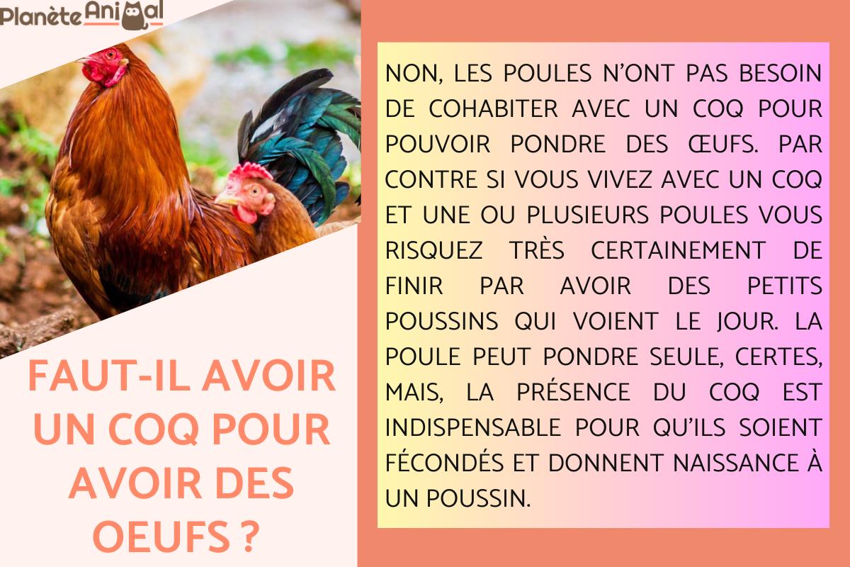 Faut-il un coq pour avoir des œufs