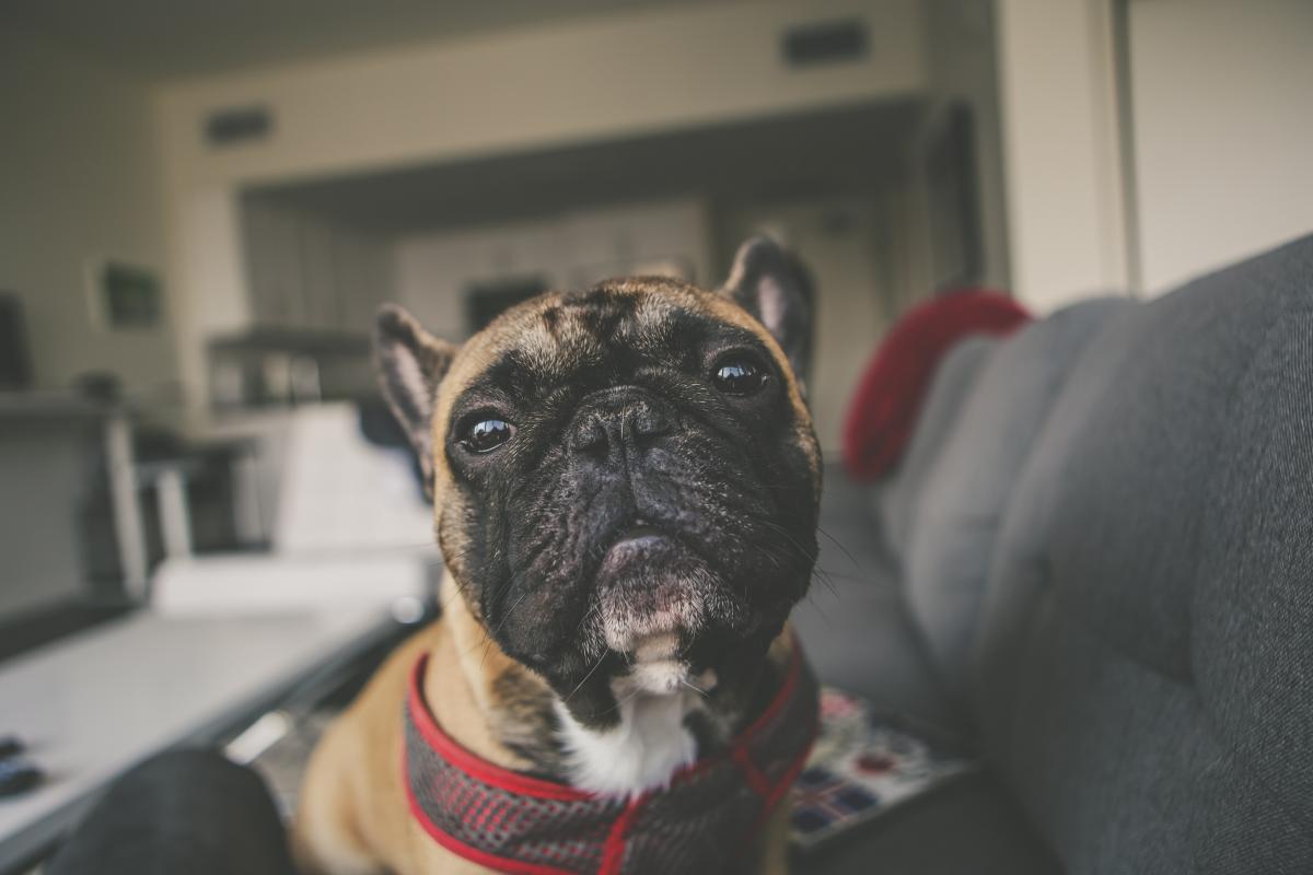 Comment faire pour que mon chien ne monte pas sur le canapé ?