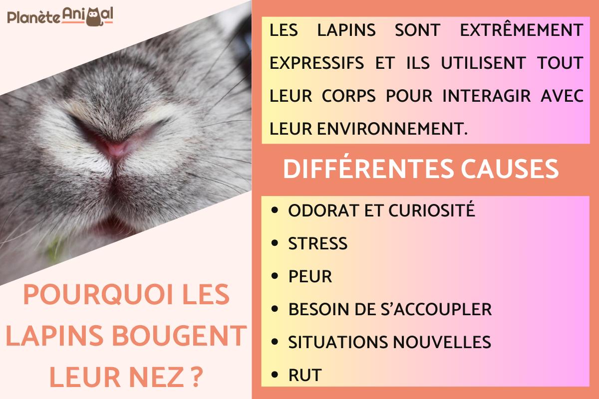 Pourquoi les lapins bougent leur nez ?