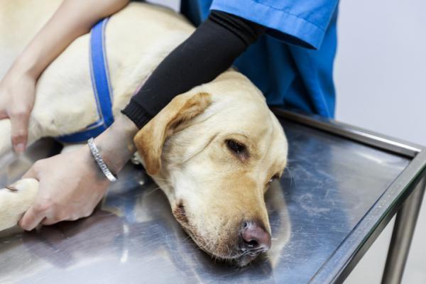Myosite du chien - Causes, symptômes et traitement