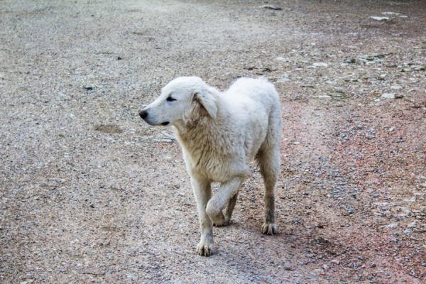 Myosite du chien - Causes, symptômes et traitement - Symptômes de la myosite du chien