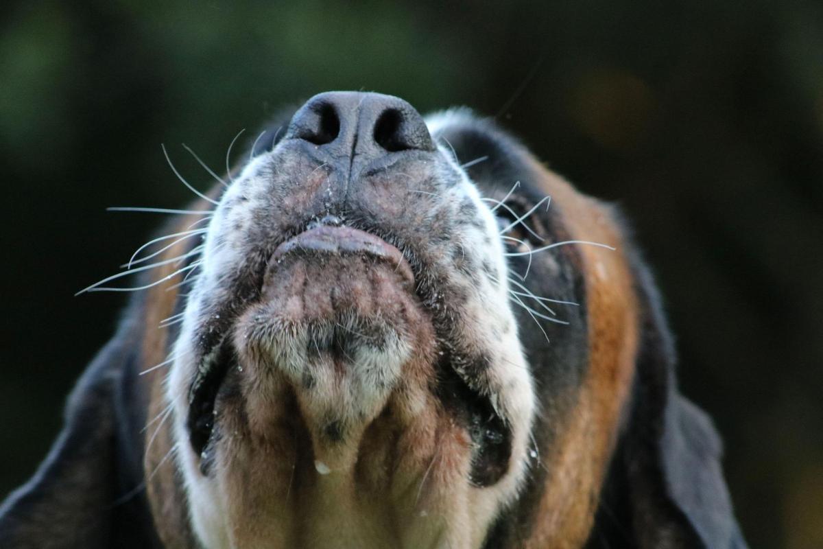 Odorat du chien - Puissance par rapport à l'homme, curiosités et stimulation