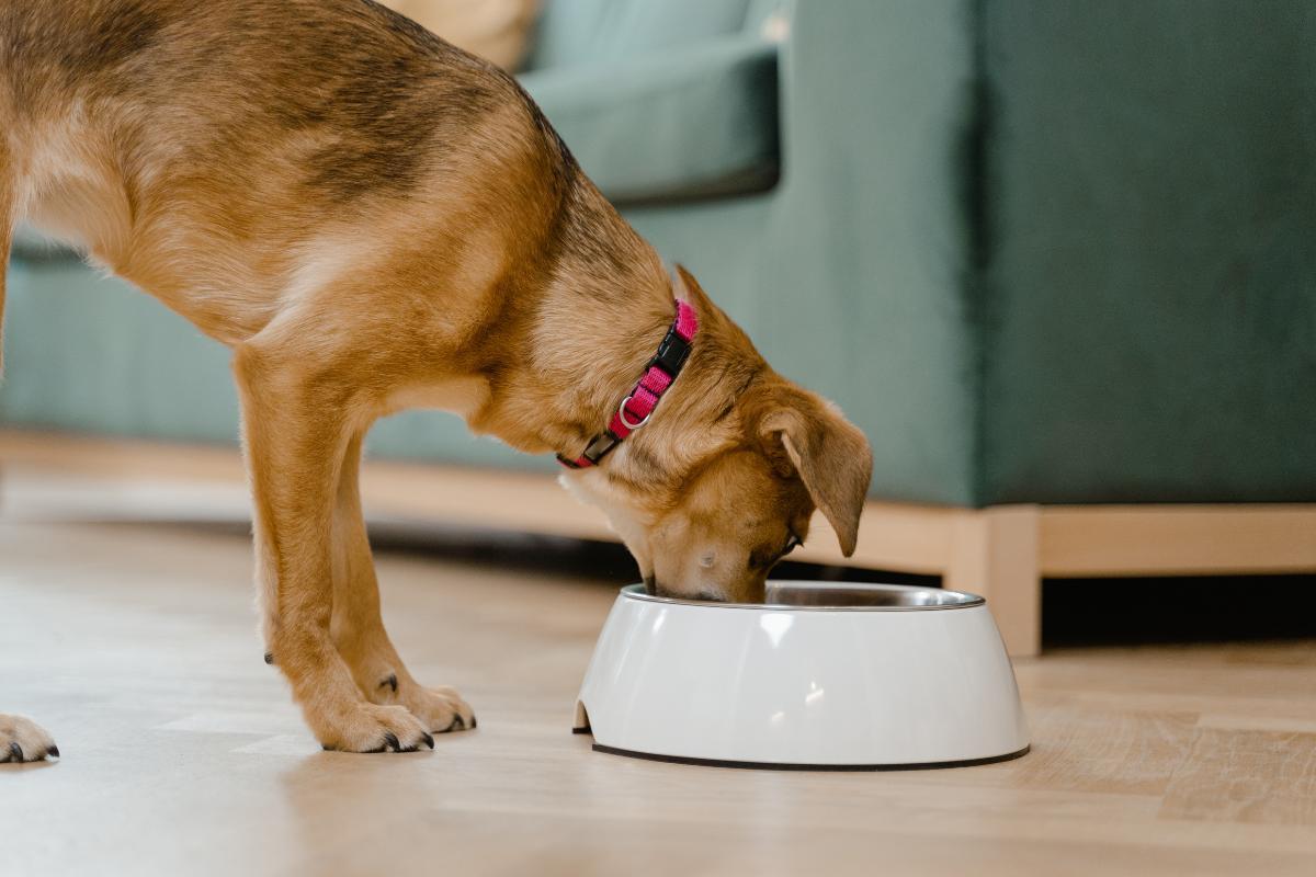 Alimentation d'un chien qui souffre d'hypothyroïdie