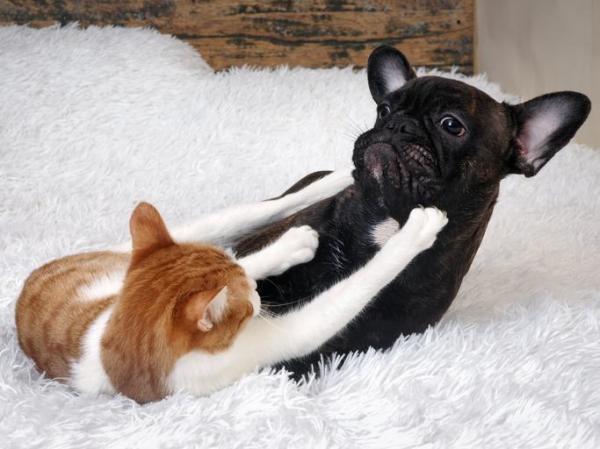 Mon chat attaque mon chien - Pourquoi et que faire ?