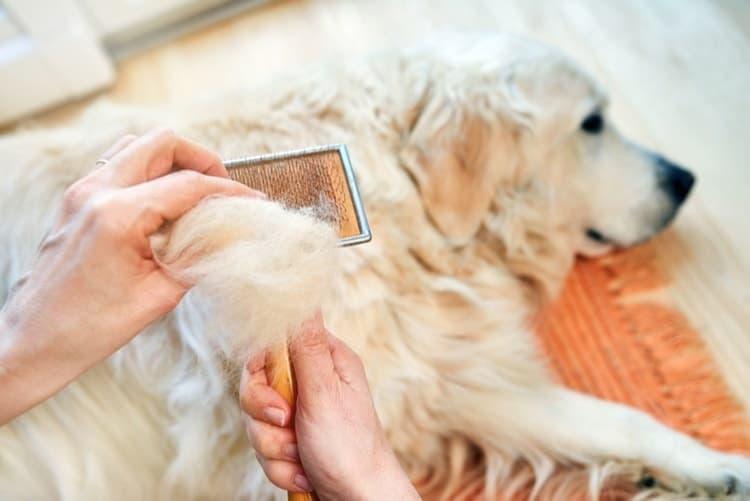 Mon chien perd ses poils que faire ? Causes et Traitements