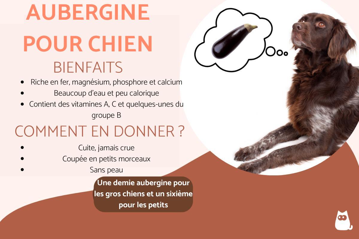 Mon chien peut-il manger de l'aubergine ?