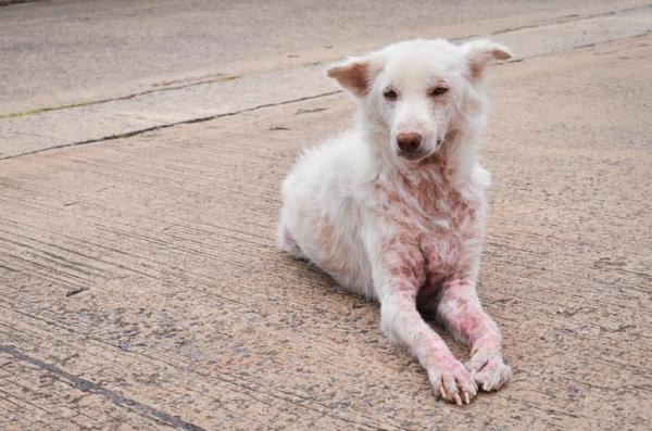 Mon chien perd ses poils : que faire ? - Parasites qui causent la chute des poils chez les chiens