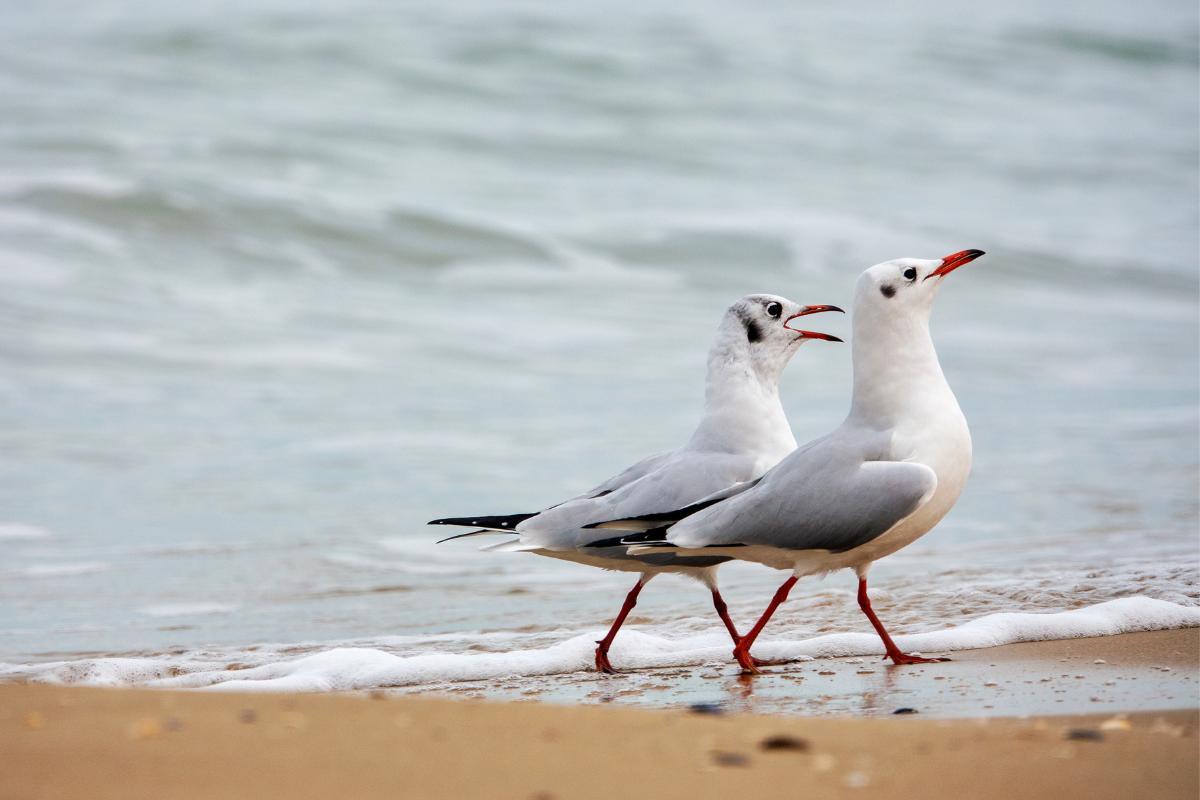 Durée de vie d'une mouette et d'un goéland