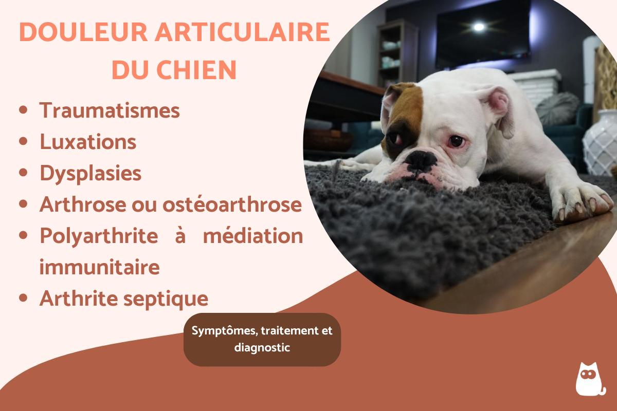 Douleur articulaire du chien
