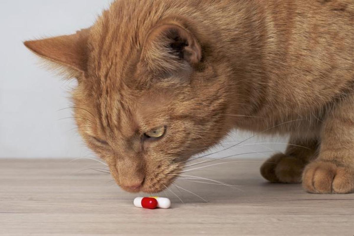 Milpro pour chat - Posologie, effets secondaires et prix