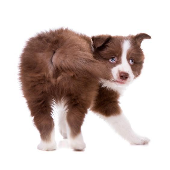 Pourquoi estce que mon chien se mordille la queue