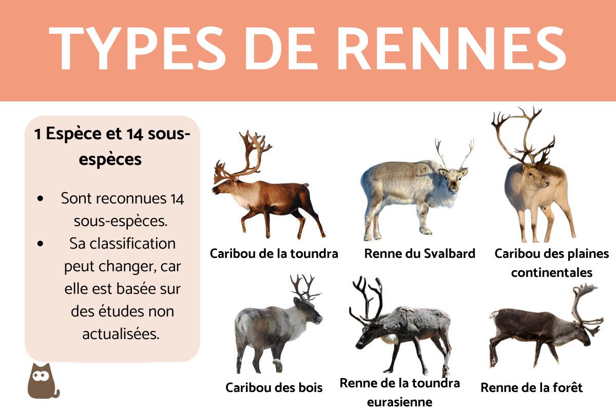 Types de rennes