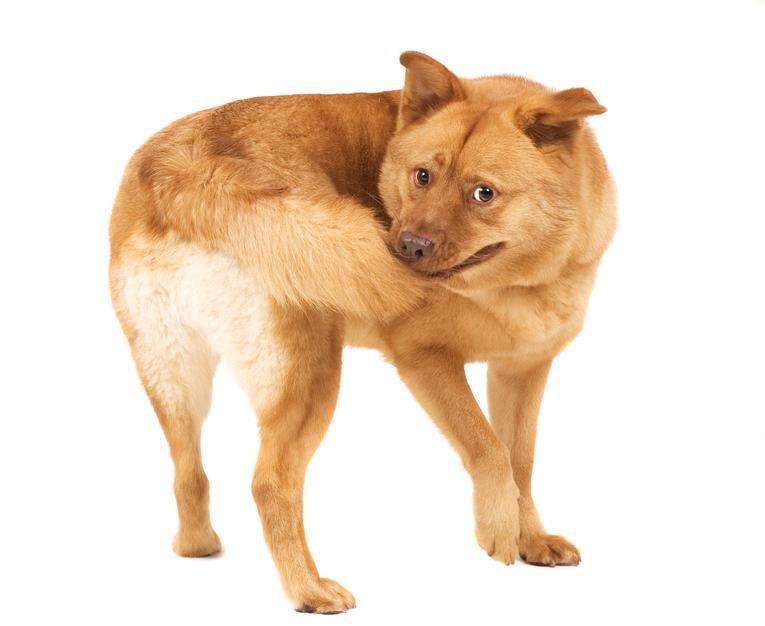 Pourquoi estce que mon chien se mordille la queue