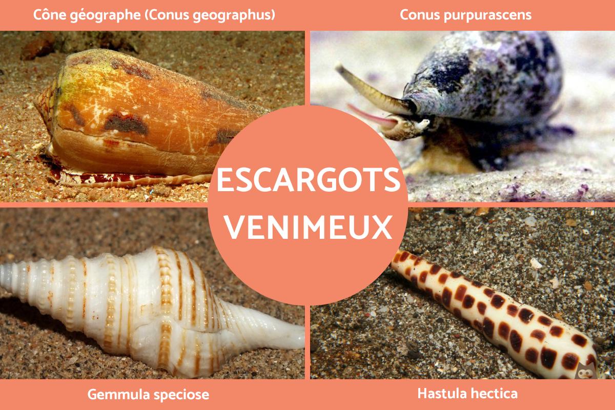 Escargots venimeux