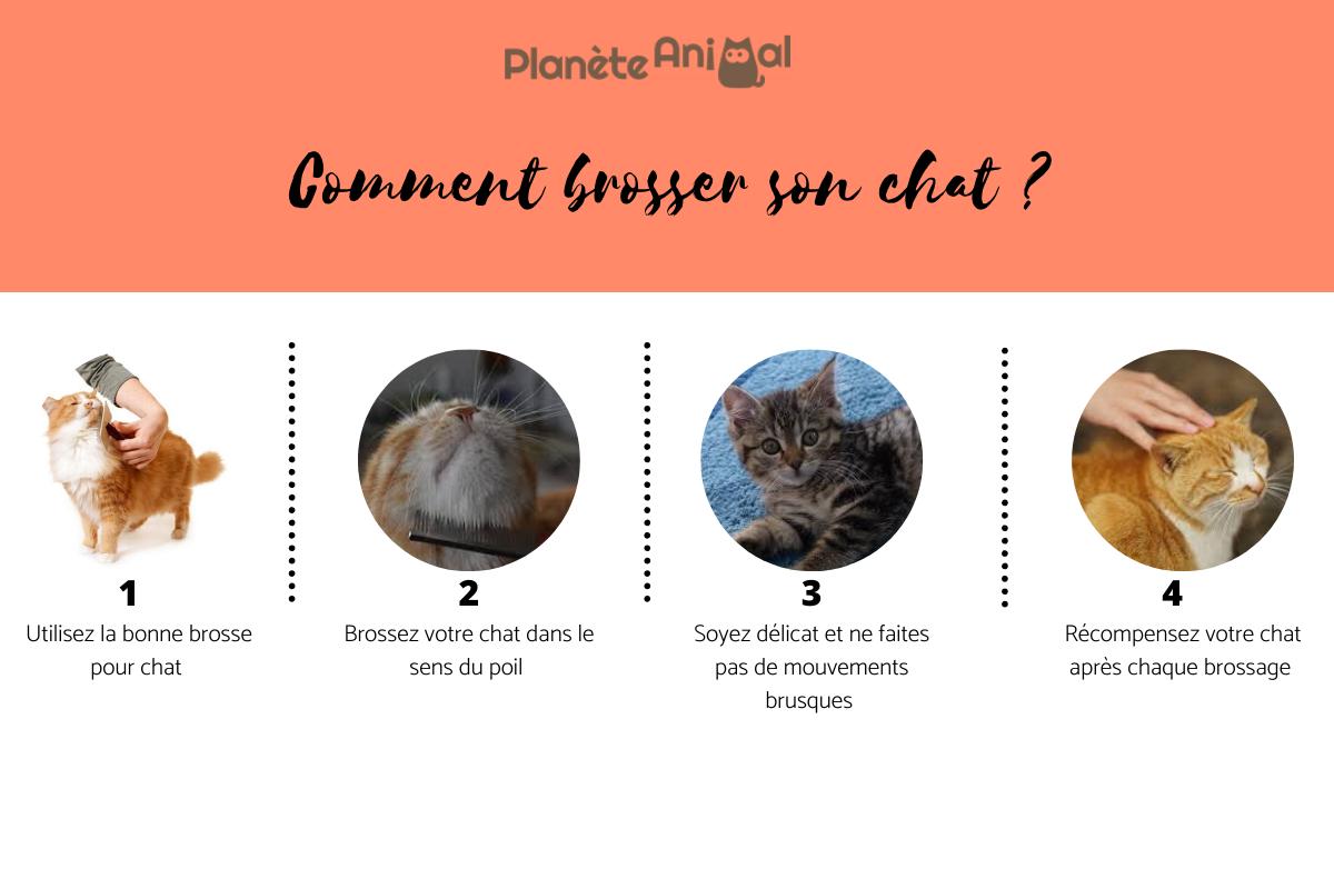 Comment bien brosser son chat ?