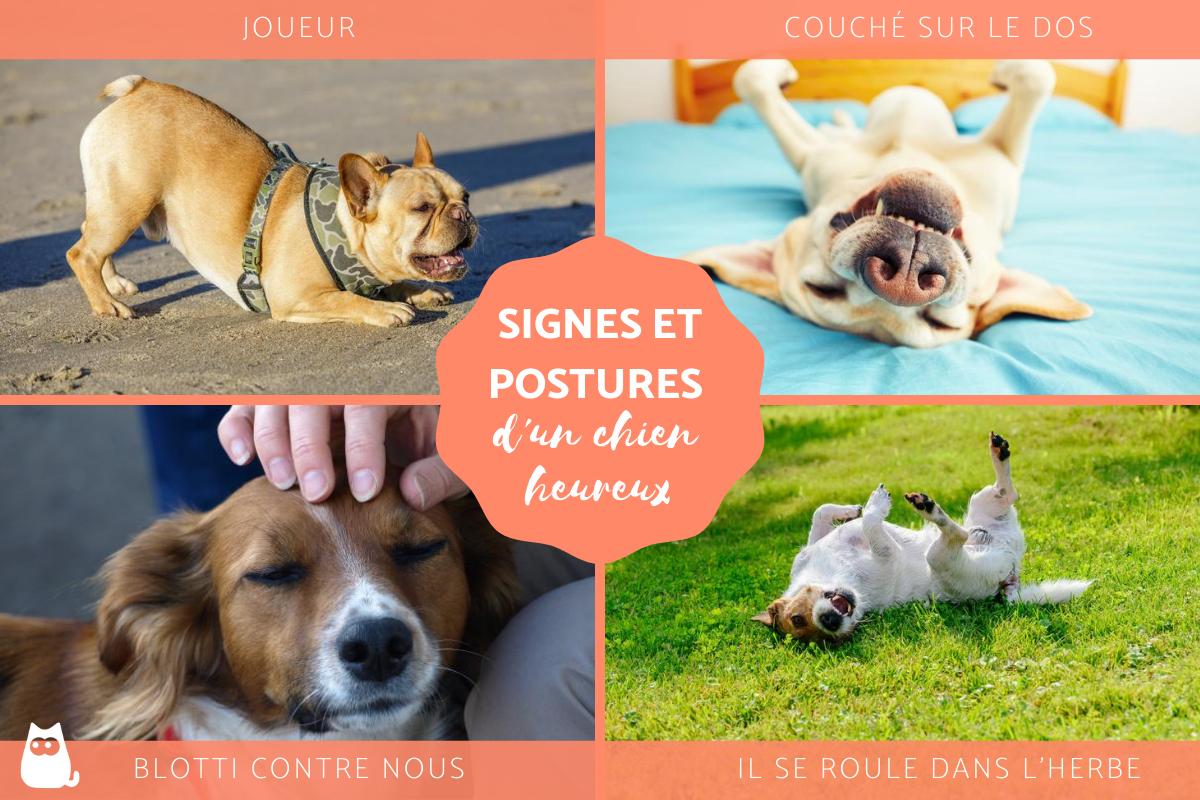 Comment savoir si notre chien est heureux - 11 signes