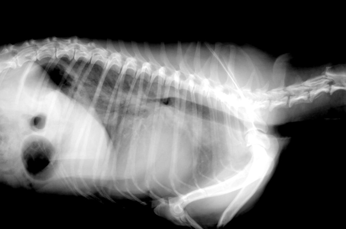 Œdème pulmonaire chez le chien - Symptômes et traitement