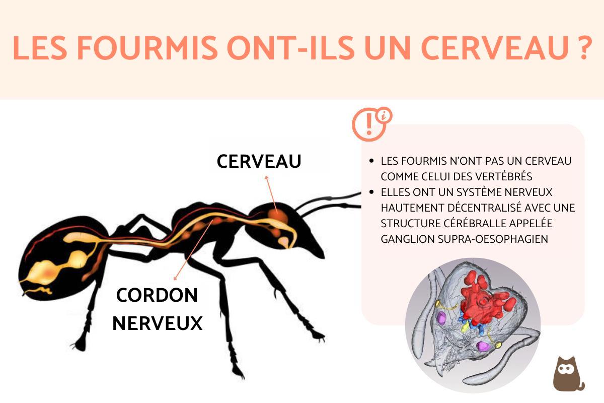 Les fourmis ont-elles un cerveau ?