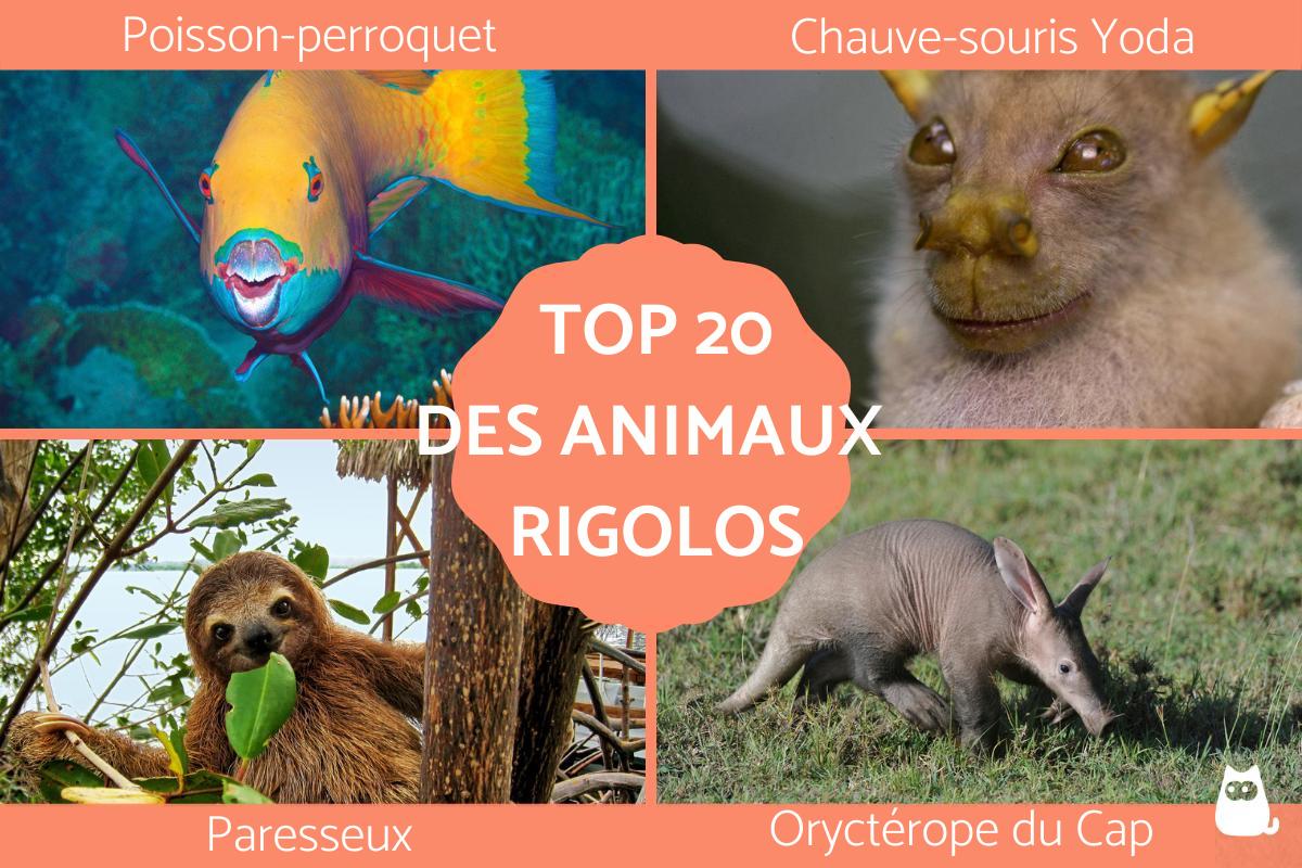 Animaux rigolos - Liste avec photo